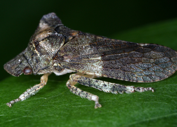 Edelkrebs (Astacus astacus)